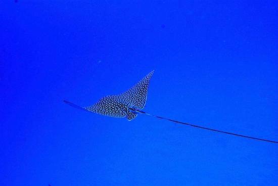 spotted-eagle-ray-feature-e1528153808621.jpg