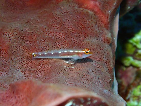 P5261287.jpg