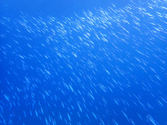 PA135099.jpg