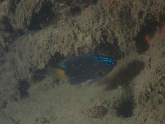 スミゾメスズメダイ-2.jpg