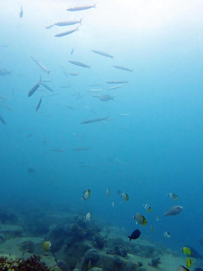 P5042617.jpg