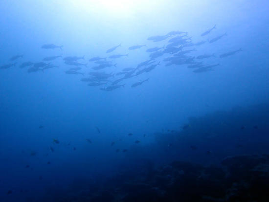 P5244236.jpg