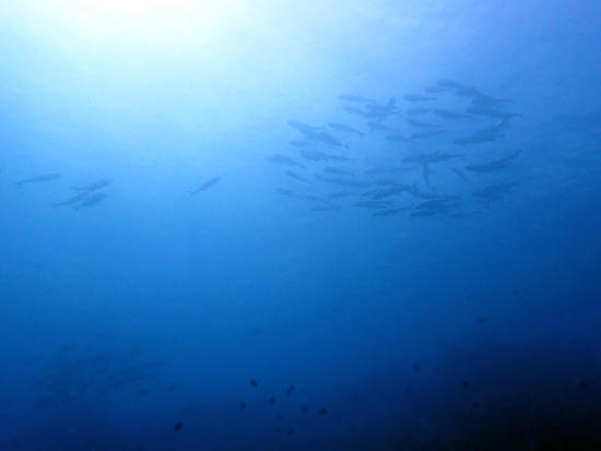 P5244244.jpg