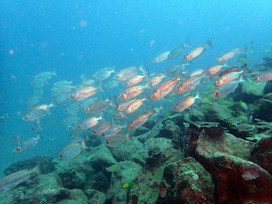 P5254282.jpg