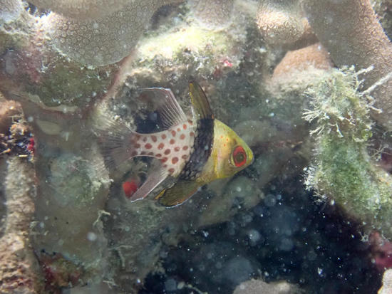 P5254334.jpg