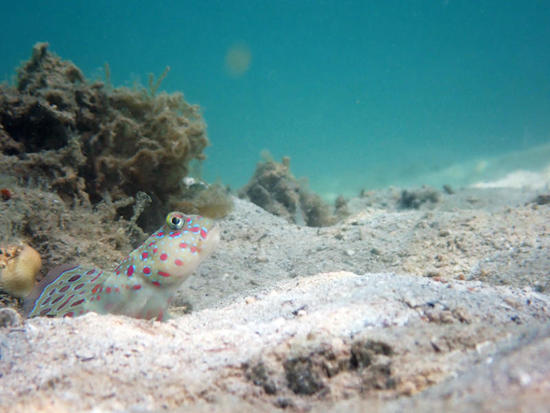 P5275000.jpg