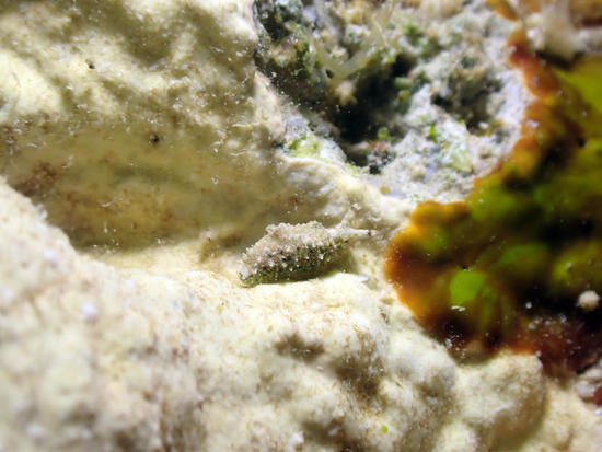 P5294315.jpg