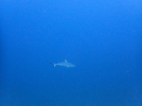 P6228511.jpg