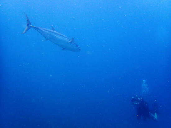 P6228530.jpg