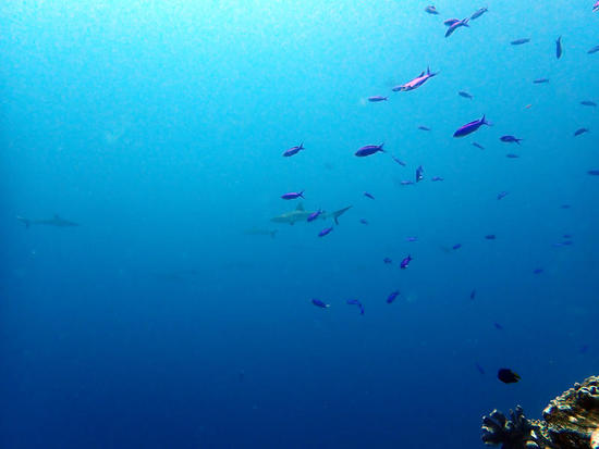 P7232925.jpg