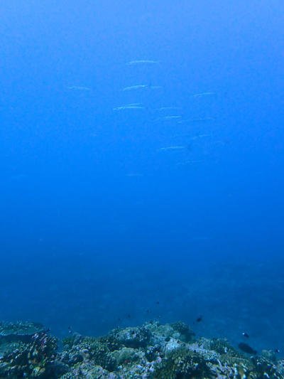 P8286559.jpg