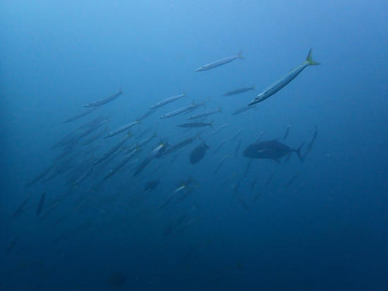 P8144875.jpg