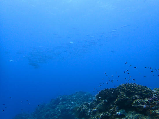 P9046930.jpg
