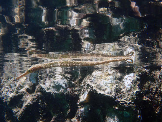 PA110890.jpg