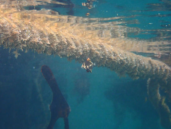 PA110934.jpg