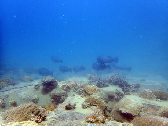 PA131350.jpg